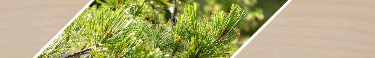 Woodsellers - Schnitzholz - Holzblock aus Zirbenholz zum Schnitzen