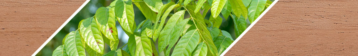 Woodsellers - Rundstab - Mahagoni nach Maß - gehobelt - Top Preis