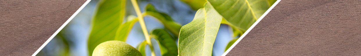 Woodsellers - Solid wood walnut strip made to measure - planed